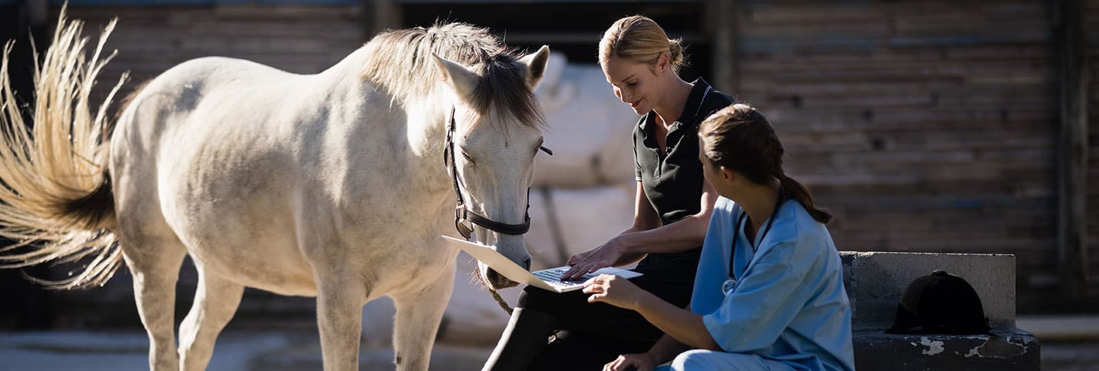 Two veterinarians reviewing notes on a laptop beside a horse